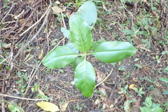Coprosma macrocarpa minor