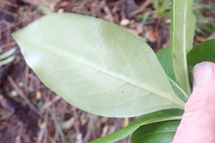 Coprosma macrocarpa minor