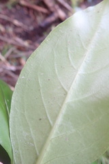 Coprosma macrocarpa minor