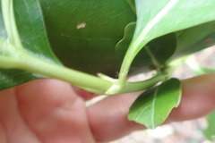 Coprosma macrocarpa minor