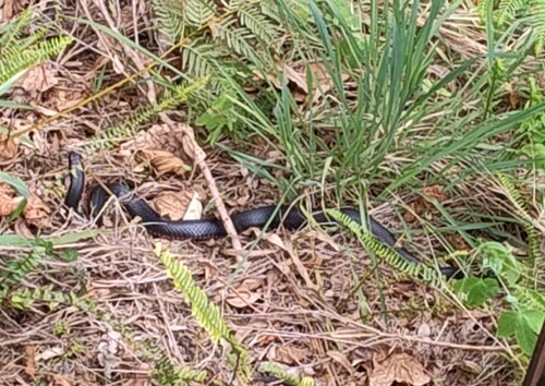 Red-bellied Black Snake sighting