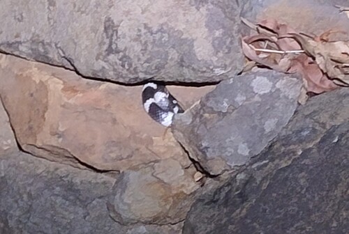 Eastern Bandy Bandy sighting