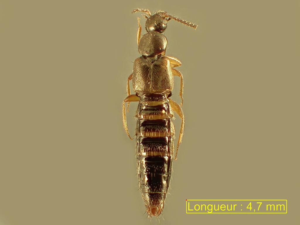 Atheta aquatica