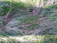 Carex eburnea