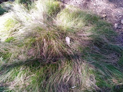 Carex eburnea