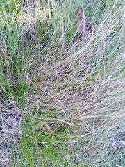 Carex eburnea