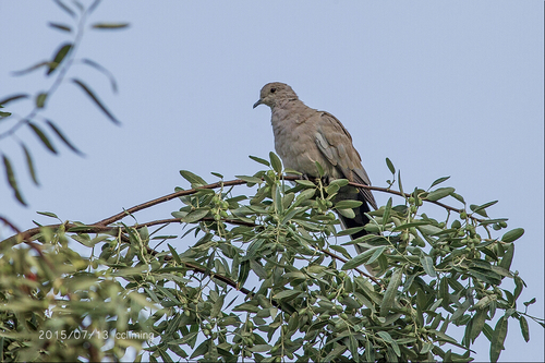 Eurasian Collared-Dove