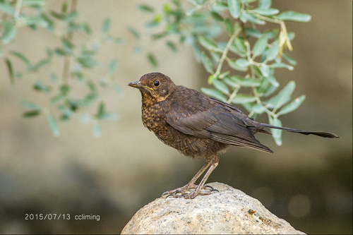 Eurasian Blackbird