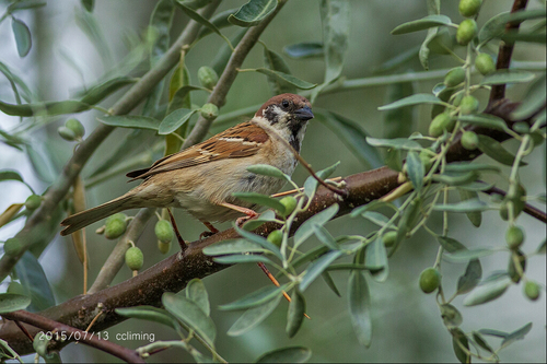Eurasian Tree Sparrow