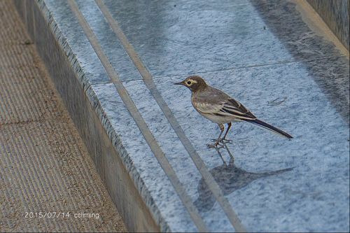 White Wagtail