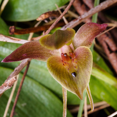 Chiloglottis triceratops