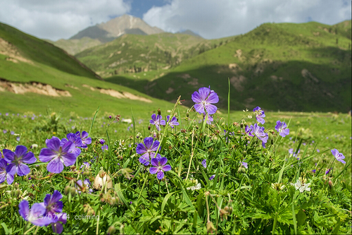 Meadow Crane's-bill