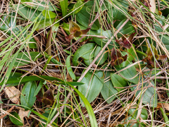 Chiloglottis triceratops