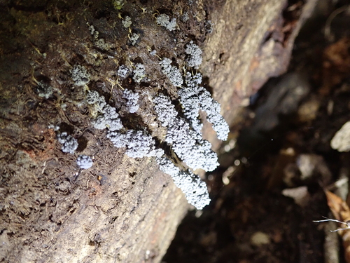 Badhamia utricularis