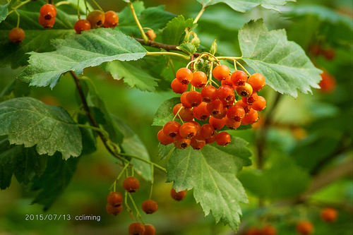 Altai Mountain Thorn