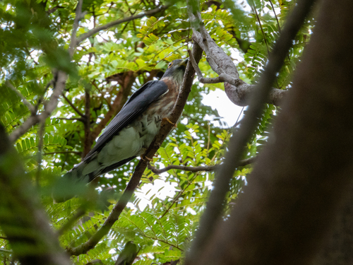 Hodgson's Hawk-Cuckoo (Hierococcyx nisicolor), photo 7