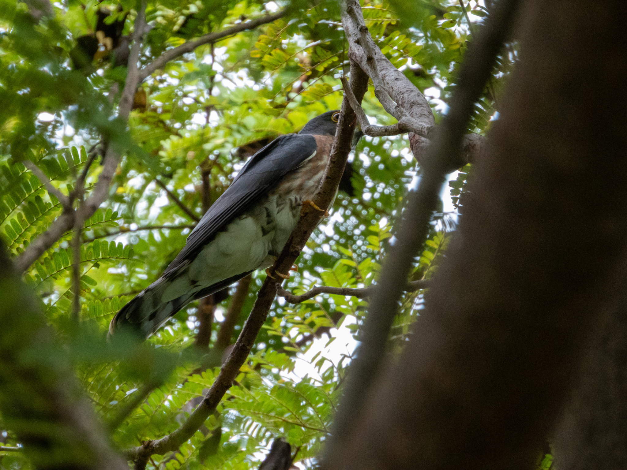 Hodgson's Hawk-Cuckoo