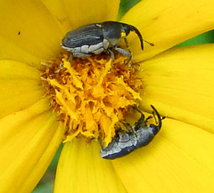 Odontocorynus