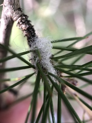 Schizolachnus pineti