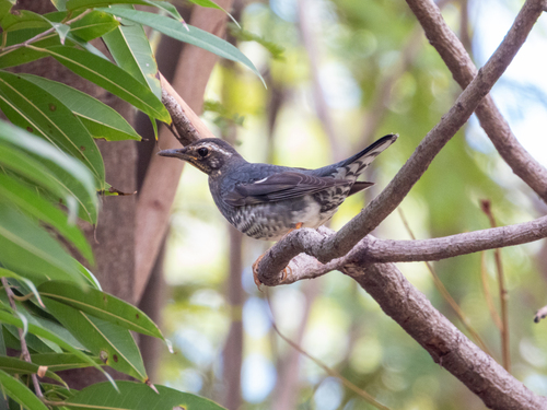 Siberian Thrush (Geokichla sibirica), photo 7