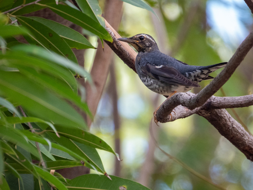 Siberian Thrush (Geokichla sibirica), photo 8