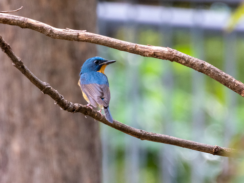 Large Blue Flycatcher (Cyornis magnirostris), photo 8