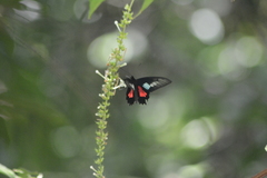 Parides neophilus