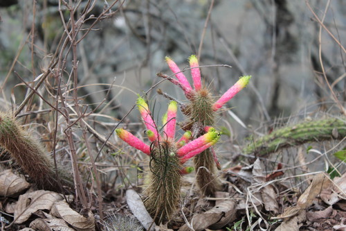 Cleistocactus smaragdiflorus (Cleistocactus smaragdiflorus)