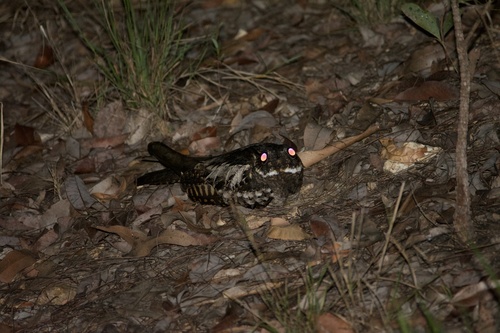 Large-tailed Nightjar (Caprimulgus macrurus), photo 9