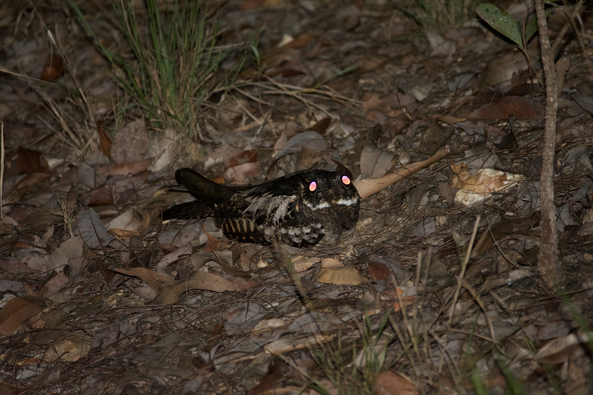 Large-tailed Nightjar (Caprimulgus macrurus)