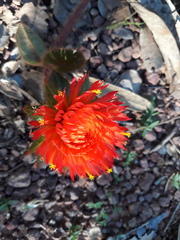 Gomphrena arborescens