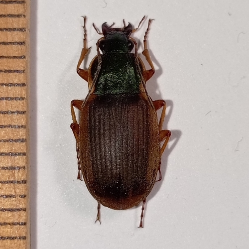 Chlaenius lineellus