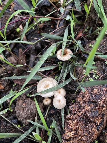 Spring Polypore