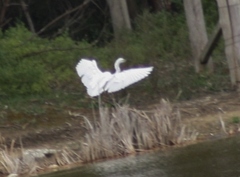 Egretta garzetta nigripes