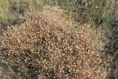 Klasea erucifolia