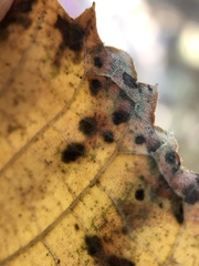 Cercospora