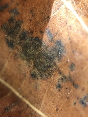 Cercospora