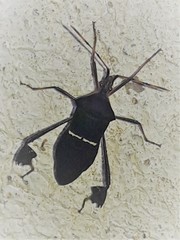 Leptoglossus cartagoensis image