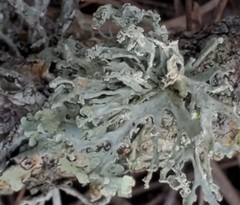 Ramalina subleptocarpha