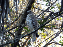 Buteo lineatus