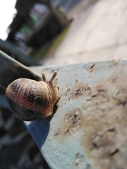 Cornu aspersum