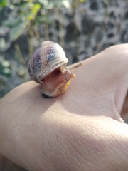 Cornu aspersum