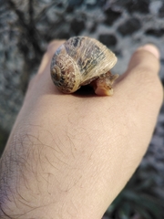 Cornu aspersum