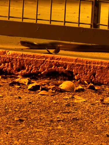 Olive Python sighting