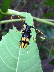 Dendrobias mandibularis mandibularis