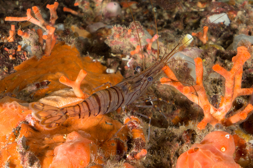 Common Prawn, photo 2 of 10