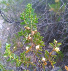 Larrea nitida