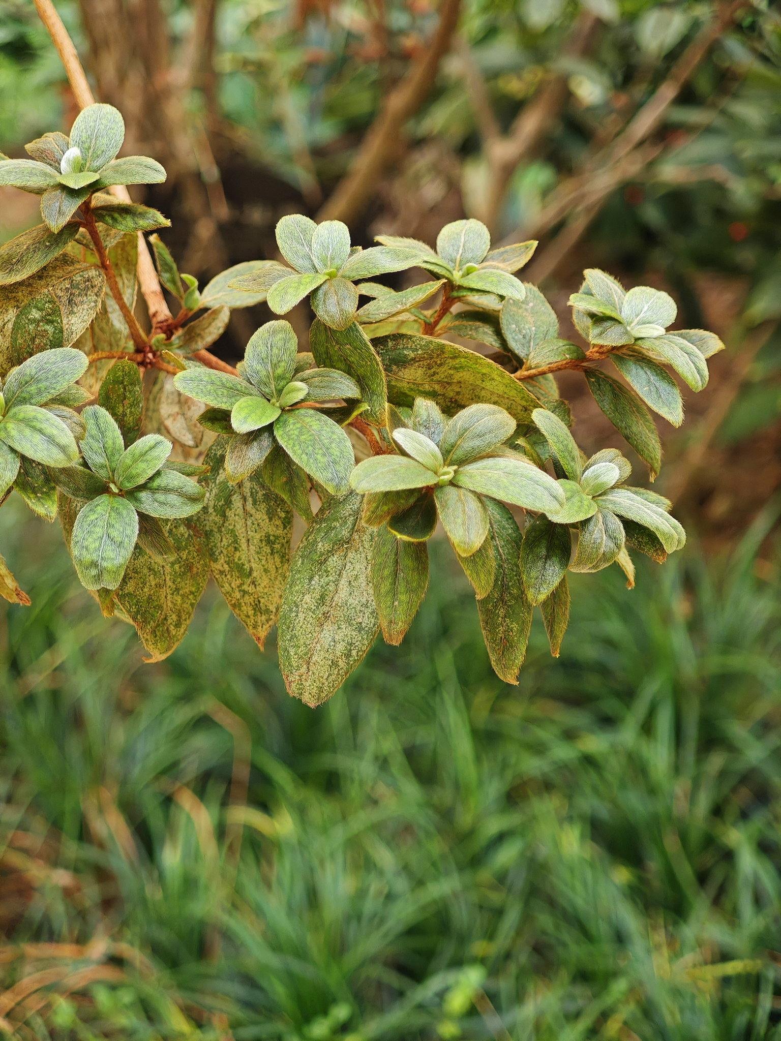 Rhododendron haematodes  iNaturalist