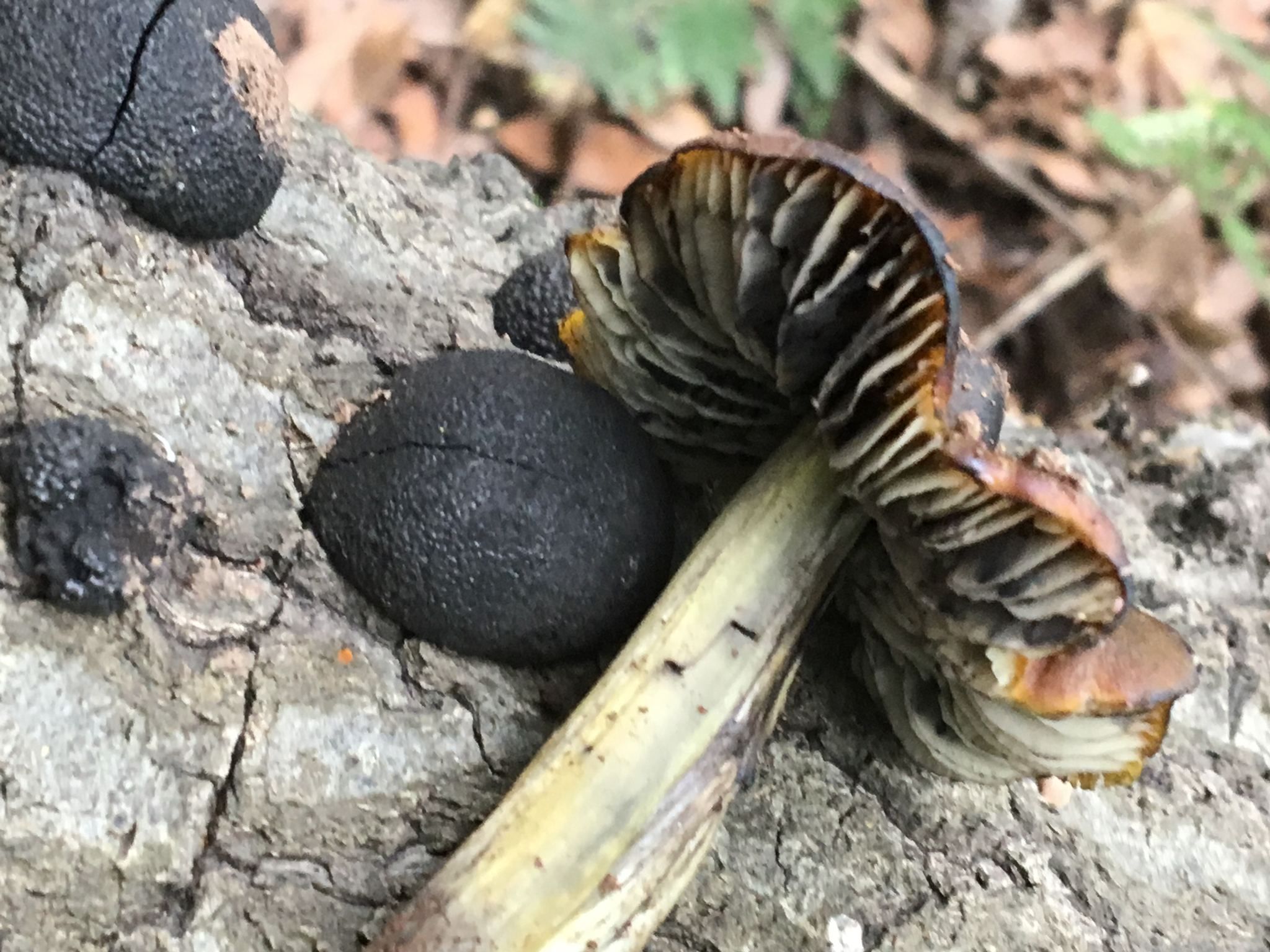 Hygrocybe singeri image