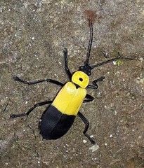 Chauliognathus heros